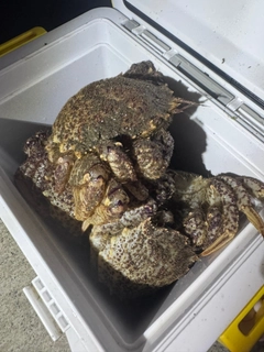 クリガニの釣果