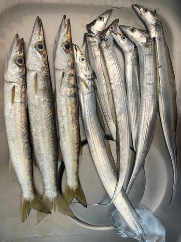 カマスの釣果