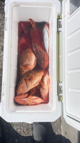 オニカサゴの釣果