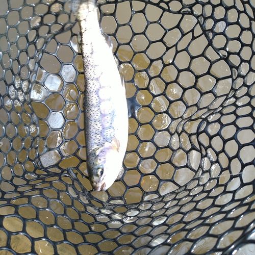 ニジマスの釣果