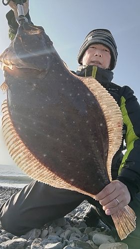 ヒラメの釣果