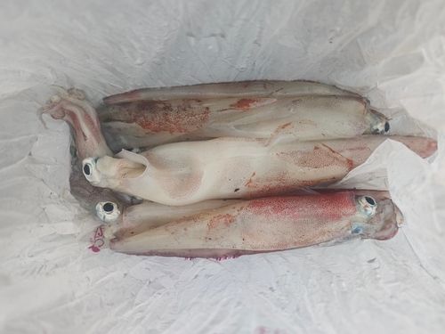 ヤリイカの釣果