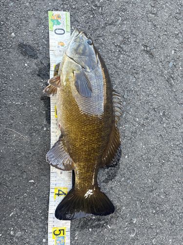 スモールマウスバスの釣果