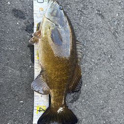 スモールマウスバス