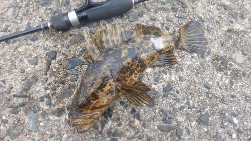 ベッコウゾイの釣果