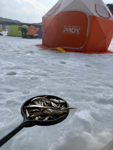 ワカサギの釣果