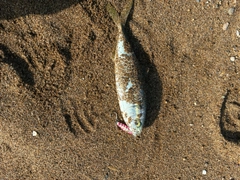 コゾクラの釣果