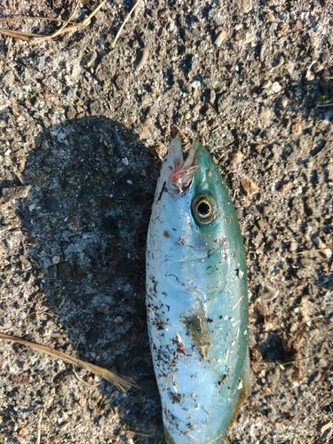 ツバイソの釣果