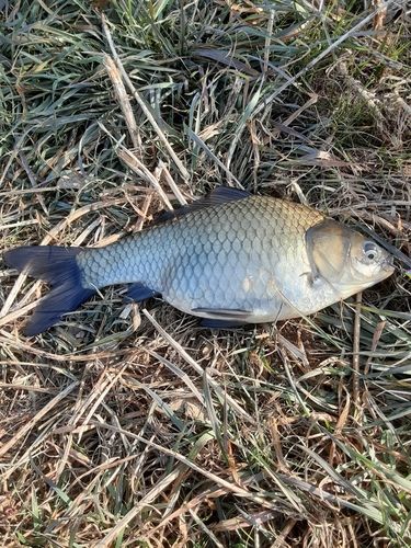 ヘラブナの釣果