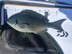 メジナの釣果