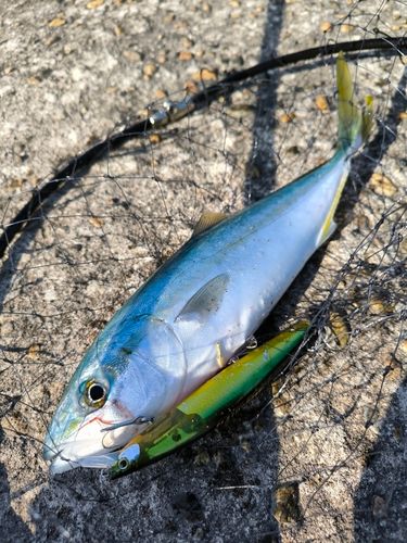 コズクラの釣果