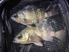 メバルの釣果
