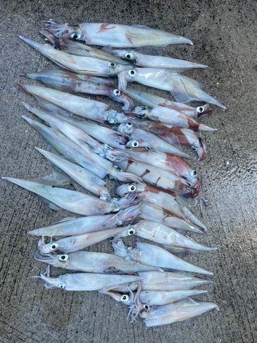 ヤリイカの釣果