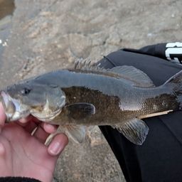 スモールマウスバス