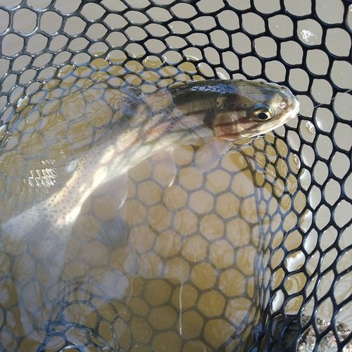 ニジマスの釣果