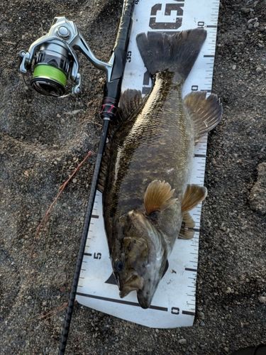 スモールマウスバスの釣果
