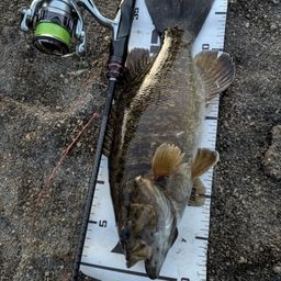 スモールマウスバス