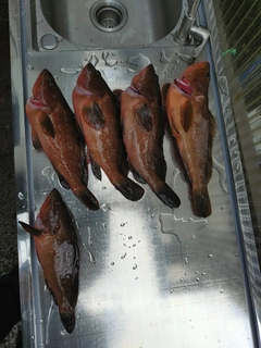 キジハタの釣果