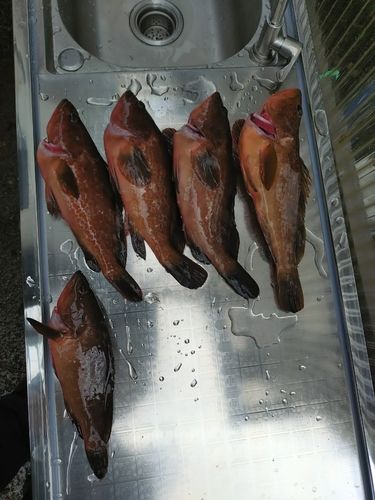 キジハタの釣果