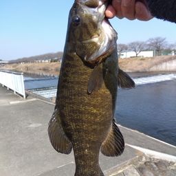 スモールマウスバス