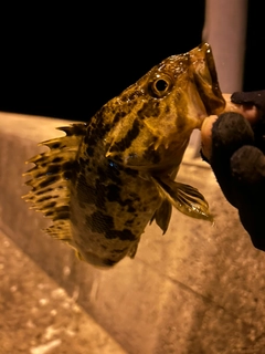 タケノコメバルの釣果