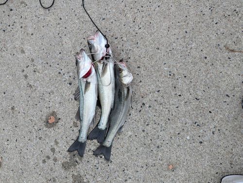 シーバスの釣果