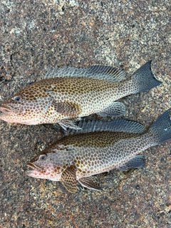 オオモンハタの釣果