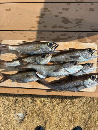 クロムツの釣果