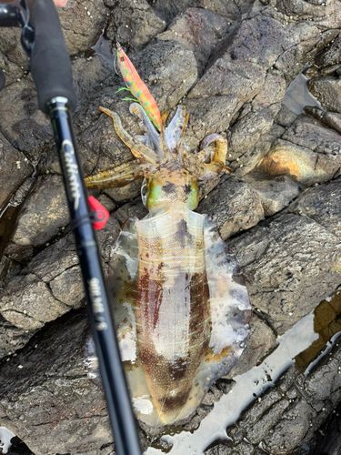アオリイカの釣果