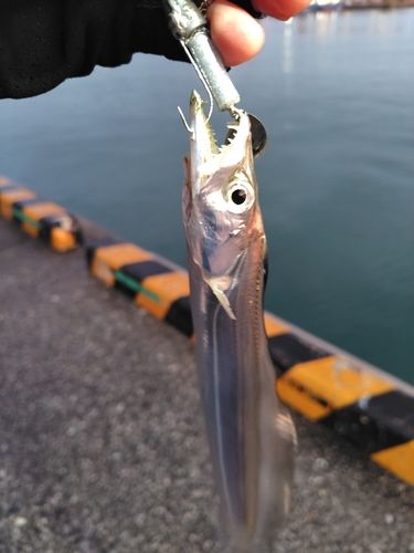 タチウオの釣果