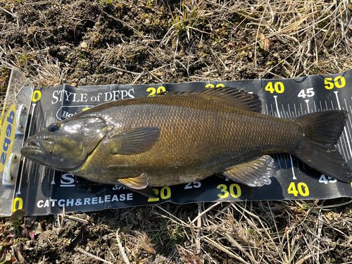 スモールマウスバスの釣果