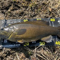 スモールマウスバス