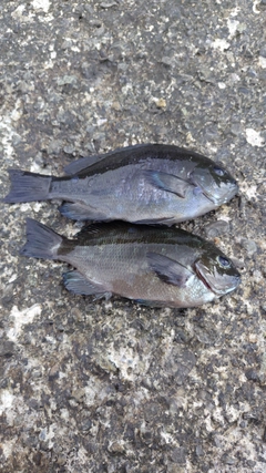 メジナの釣果