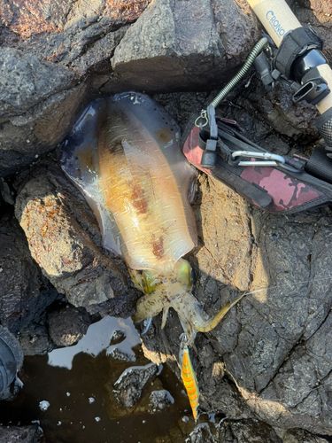 アオリイカの釣果