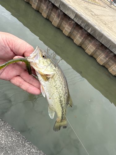 ラージマウスバスの釣果