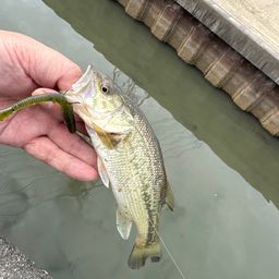 ラージマウスバス