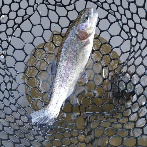 ニジマスの釣果