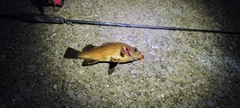 アカメバルの釣果