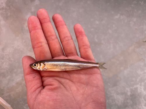 ワカサギの釣果