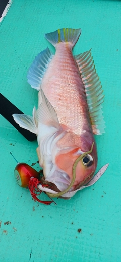アマダイの釣果