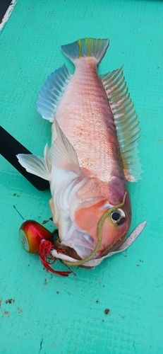 アマダイの釣果