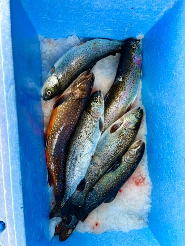 ニジマスの釣果