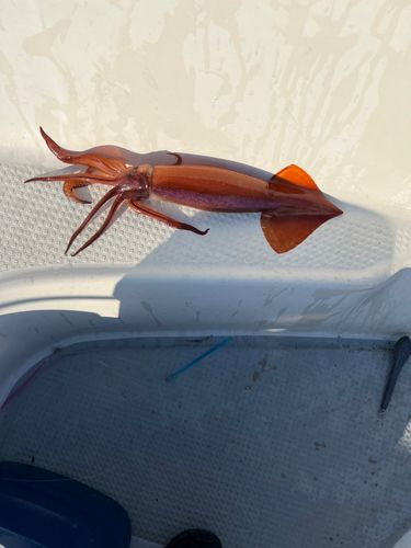 ヤリイカの釣果