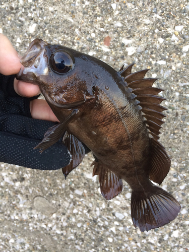 メバルの釣果