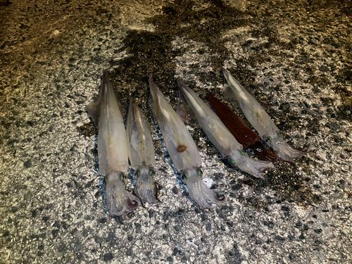 ヤリイカの釣果