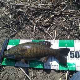 スモールマウスバス