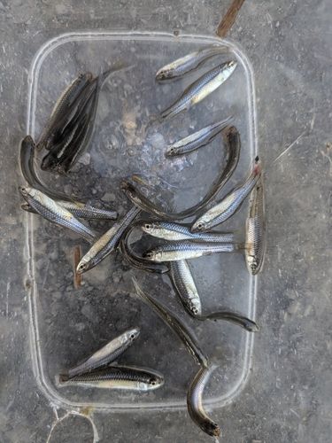 クチボソの釣果