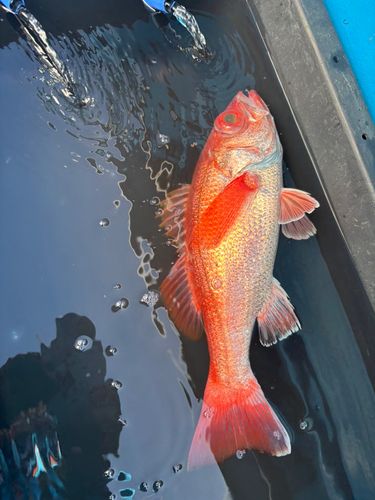 アカムツの釣果