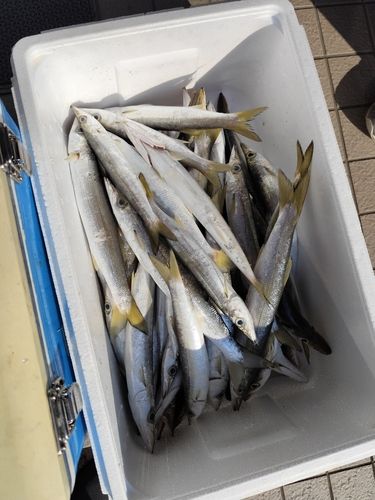 カマスの釣果