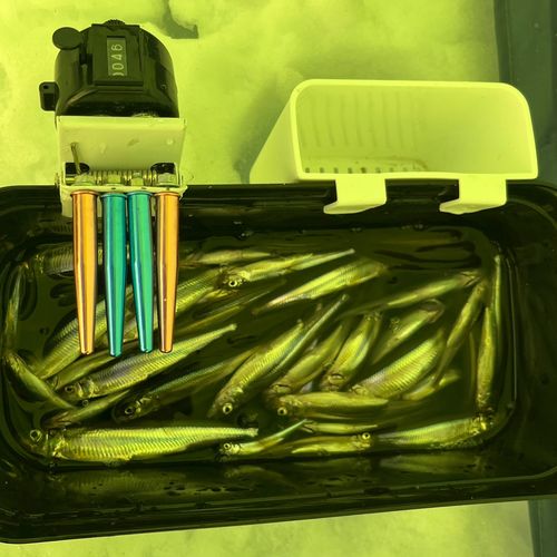 ワカサギの釣果